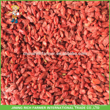 Exporter au Brésil Xinjiang Berry Goji à haute qualité séché